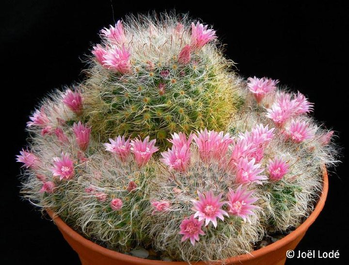 Mammillaria bocasana roseiflora JL2554